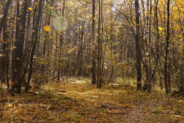 autumn landscape, leaf fall in the forest on a sunny day, blurred