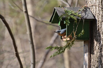 Kleiber mit Futter im Schnabel