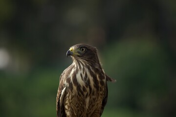 red tailed hawk