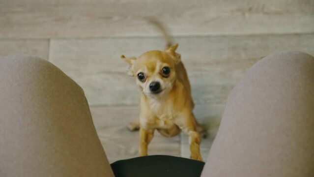 The cute pet funny lays its paws on the chair for the mistress. Toy terrier looks with sad deep eyes straight into your soul. Top view, indoor. Honey dog ask begging for food, looking at the camera.