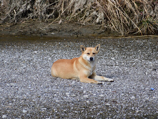 凛々しい犬