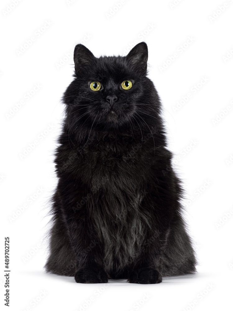 Wall mural Impressive senior solid black Siberian cat, sitting up facing front. Looking towards camere with wise greenish yellow eyes. Isolated on a white background.