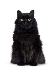 Impressive senior solid black Siberian cat, sitting up facing front. Looking towards camere with wise greenish yellow eyes. Isolated on a white background. © Nynke
