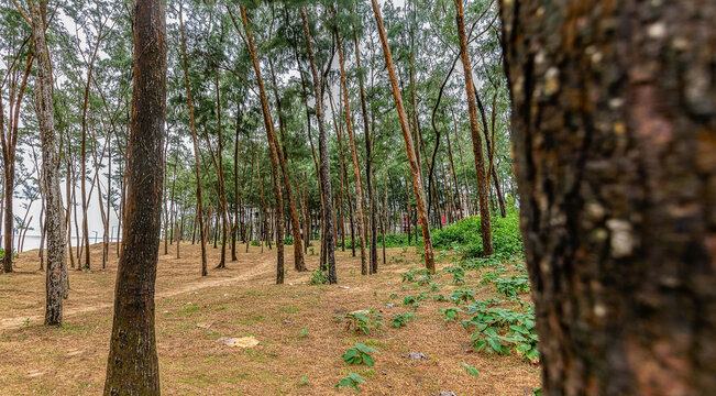 Pine forest garden by the Sea Beach at Bay of Bengal in front of the hotels of Digha West Bengal India, Asia.