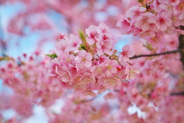 春を呼ぶ河津さくら