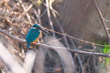後ろを取られた野鳥