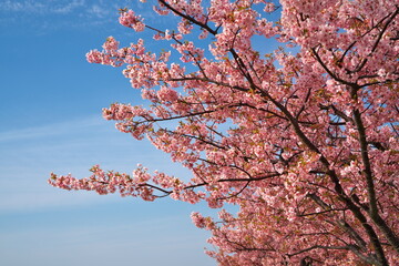 待ちわびた季節