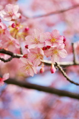 花が咲く季節