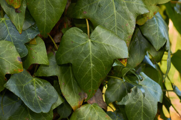 Ivy growing on a tree