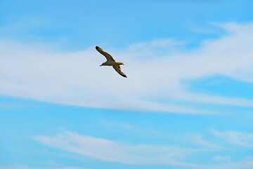 Landscape with a seagull on the background of the sky with clouds