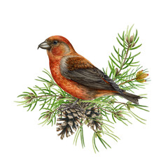 Red crossbill bird on pine branches and cones. Watercolor illustration. Crossbill perched on spruce branch. Loxia curvirostra avian. Realistic forest avian. Rustic natural decor