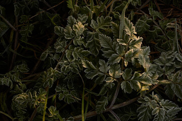 Frosty undergrowth in the dawn light