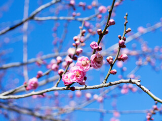 青空と梅の花