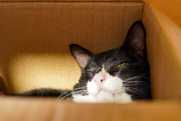 cat nap in cardboard box