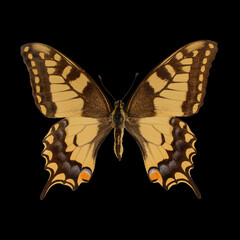 Butterfly Machaon, close-up. bright colorful butterfly with spread wings, isolated on a black background.
