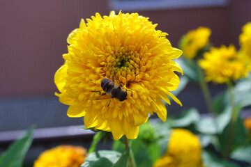 yellow flower in the garden