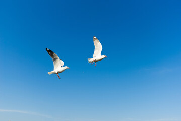 Fototapeta na wymiar seagull moment beautiful action of wings flying freedom in the blue sky over the sea outdoor landscape.