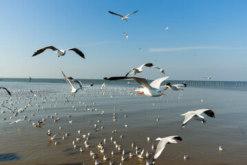 seagull moment beautiful action of wings flying freedom in the blue sky over the sea outdoor landscape.