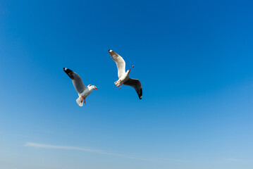 seagull moment beautiful action of wings flying freedom in the blue sky over the sea outdoor landscape.