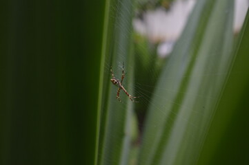 ARANHA 