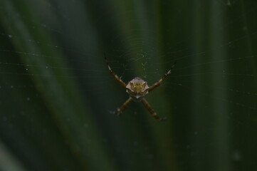 ARANHA 