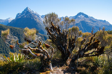 Dracophyllum longifolium, Inaka or Dragon Leaf alpine plant grass tree native to New Zealand,...
