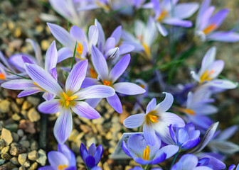 blooming purple crocuses, spring flowers, petal fragments on a blurred background, Beautiful colorful first flowers, selective focus. (Crocus vernus, spring crocus)