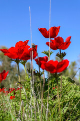 Red anemone flowers closeup in spring. Desert of the Negev. Israel
