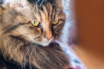 The face of a domestic long-haired cat. A beautiful fluffy cat with big intelligent eyes. A sideways glance with a copy space.