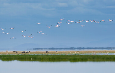 A flock of flamingos overfly a lake in Amboseli National Park in Kenya.