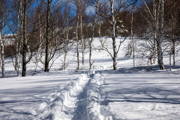 snow covered trees