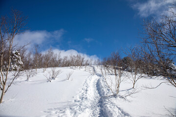snow covered trees