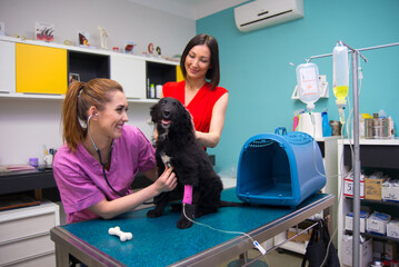 Woman veterinarian examining dog at the veterinary clinic