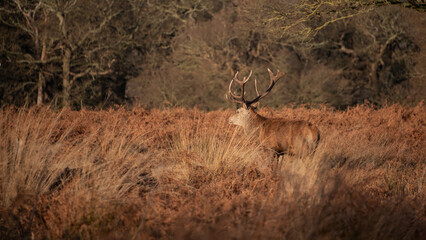 Stunning portrait of red deer stag Cervus Elaphus in golden dawn sunlight in Winter in woodland landscape