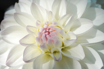 Obraz premium flower macro sunny white macro