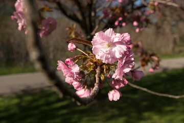 Prunus serrulata 'Kanzan' or 'Sekiyama' (cherry blossom)