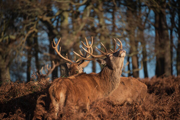 Stunning picture of a herd of red deer stags Cervus Elaphus in glowing golden dawn sunlight in...