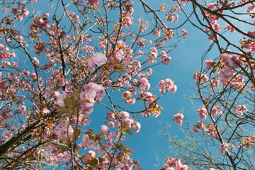 Prunus serrulata 'Kanzan' or 'Sekiyama' (cherry blossom)