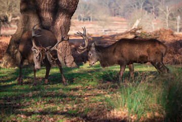Beautiful image of red deer stags Cervus Elaphus fighting with antlers during rut season in golden forest landscape