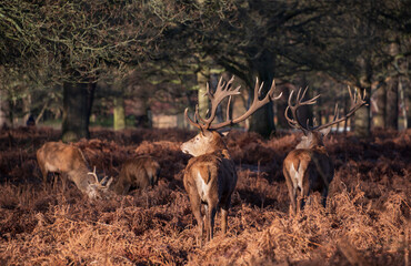 Stunning picture of a herd of red deer stags Cervus Elaphus in glowing golden dawn sunlight in forest landscape scene with stunning light