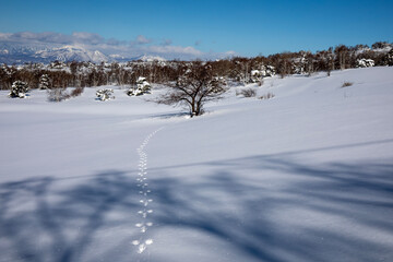snow covered trees