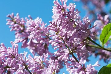 lilac branch with sky