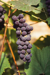 black grape sunny macro close up