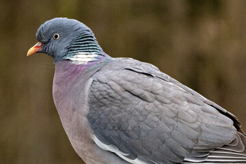 close up of a dove