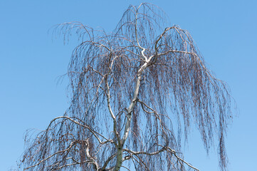 birch tree and sky