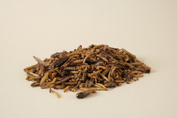 dried insects for pet food, insectivores need protein