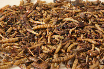 dried insects for pet food, insectivores need protein