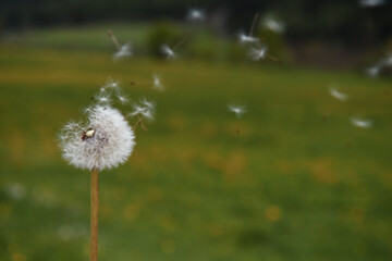 soffione  © franzdell