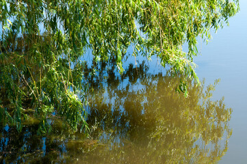 branches over water