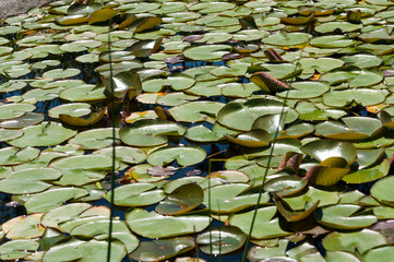 lily pads growing on the surface of a pond